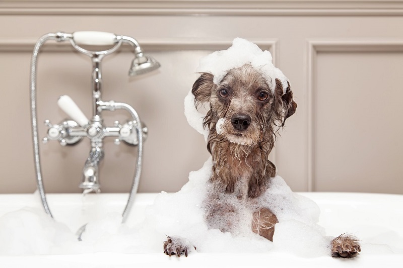 dog having bath
