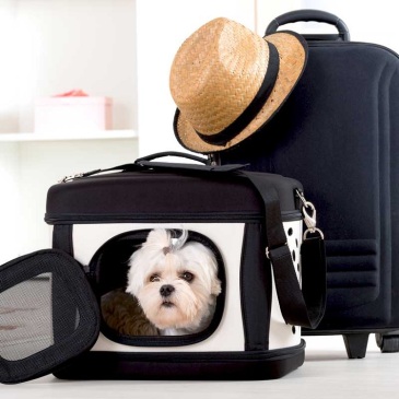 dog travel accessories