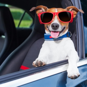 Keep Your Dog Safe While Driving